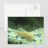 Francis the albino catfish briefkaart (Voorkant / Achterkant)