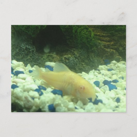 Francis the albino catfish briefkaart (Voorkant)