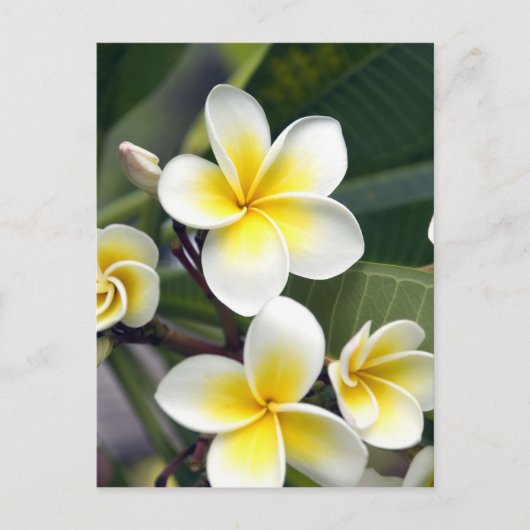 Frangipani bloem Cook Eilanden Briefkaart (Voorkant)