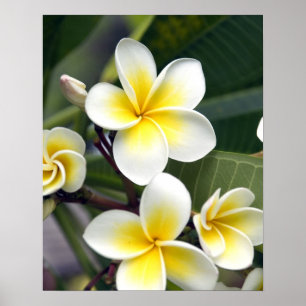 Frangipani bloem Cook Eilanden Poster