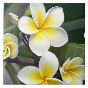 Frangipani bloem Cook Eilanden Tegeltje