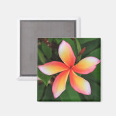 Frangipani-bloem Magneet (Voorkant / Achterkant)