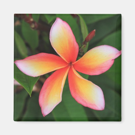 Frangipani-bloem Magneet (Voorkant)