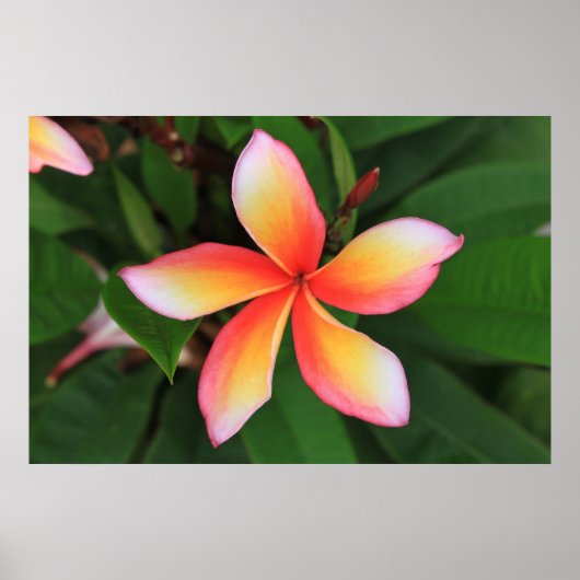 Frangipani-bloem Poster (Voorkant)