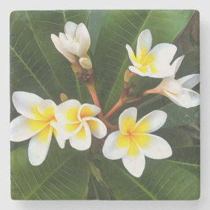 Frangipani Blossom Cluster Artistieke stijl Stenen Onderzetter