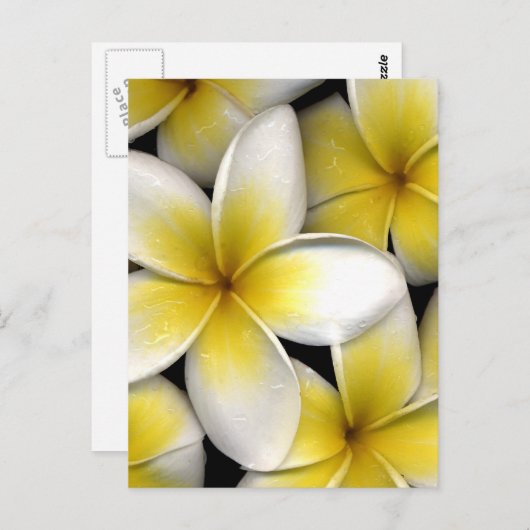 Frangipani Briefkaart (Voorkant / Achterkant)