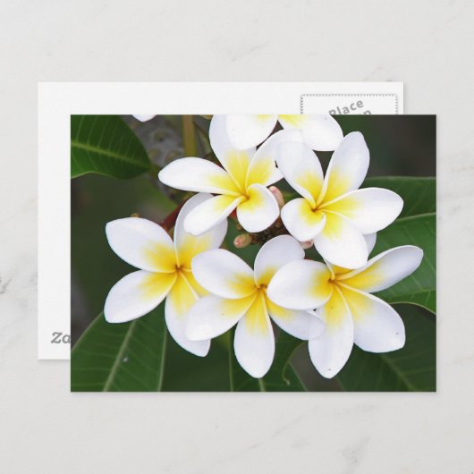 Frangipani Briefkaart (Voorkant / Achterkant)