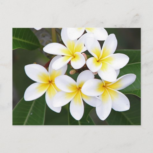 Frangipani Briefkaart (Voorkant)