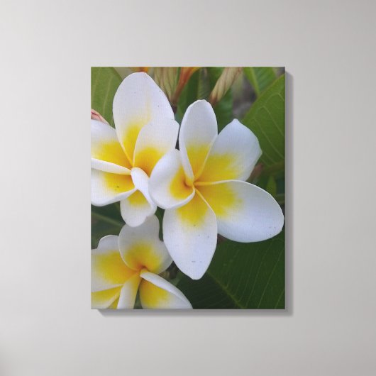 Frangipani Canvas Afdruk (Voorkant)