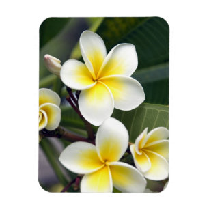 Frangipani flower Cookeilanden Magneet