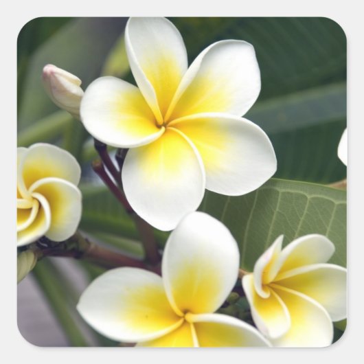 Frangipani flower Cookeilanden Vierkante Sticker (Voorkant)