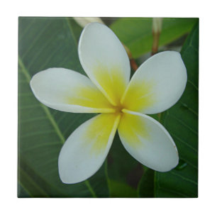 Frangipani Flower Tegeltje