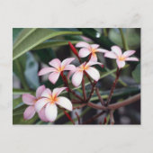 Frangipani Flowers Briefkaart (Voorkant)