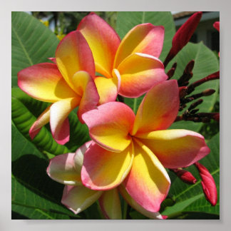Frangipani-fotoafdrukken, waardepapier voor Poster
