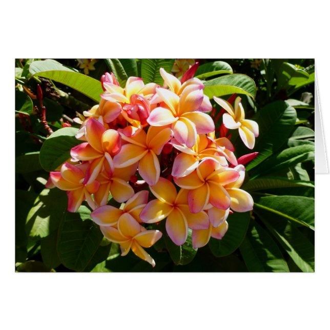 Frangipani hawaïen (Devant horizontal)