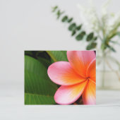 Frangipani I Briefkaart (Staand voorkant)