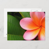 Frangipani I Briefkaart (Voorkant / Achterkant)