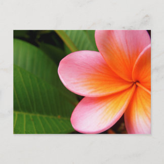 Frangipani I Briefkaart