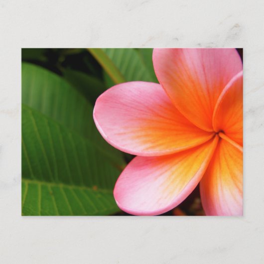 Frangipani I Briefkaart (Voorkant)