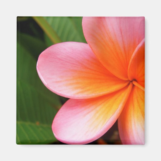 Frangipani Magnet (Devant)