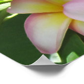 Frangipani Poster (Hoek)