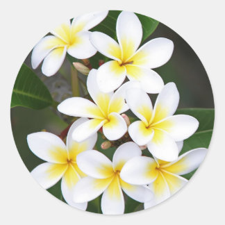 Frangipani Ronde Sticker