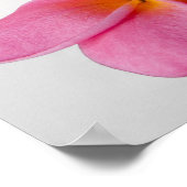 Frangipani Zen Poster (Hoek)