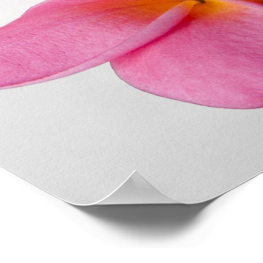 Frangipani Zen Poster (Hoek)