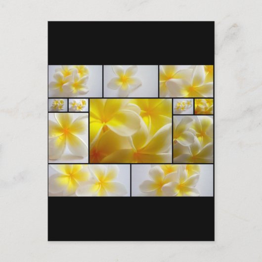 Frangipanis Briefkaart (Voorkant)