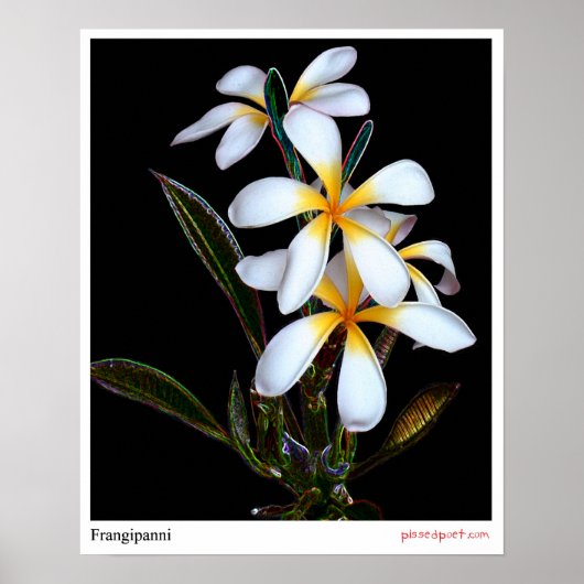 Frangipanni Poster (Voorkant)