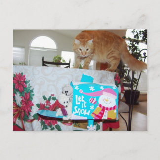Frank&Leo: Heb je de kat gezien? briefkaart