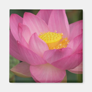 Franklin NC, Perry's Water Garden, Lotus 2 Magneet