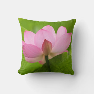 Franklin NC, Perry's Water Garden, Lotus Kussen