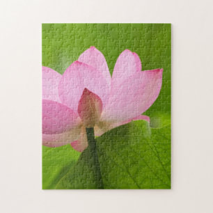 Franklin NC, Perry's Water Garden, Lotus Legpuzzel