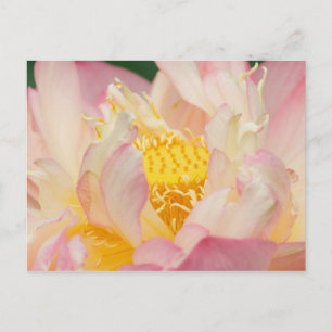Franklin NC, Perry's Water Garden, Lotus met Briefkaart
