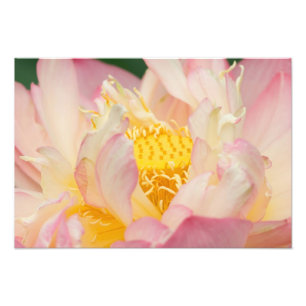Franklin NC, Perry's Water Garden, Lotus met Foto Afdruk