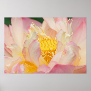 Franklin NC, Perry's Water Garden, Lotus met Poster