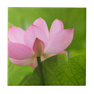 Franklin NC, Perry's Water Garden, Lotus Tegeltje