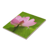 Franklin NC, Perry's watertuin, Lotus Tegeltje (Zijkant)