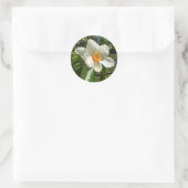 Franklinia alatamaha ronde sticker (Tas)