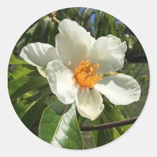Franklinia alatamaha ronde sticker (Voorkant)