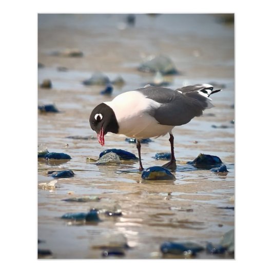 Franklin's Gull Foto Afdruk (Voorkant)