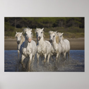Frankrijk, Camargue. Horses run through the 2 Poster