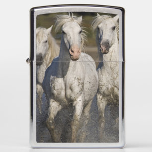Frankrijk, Camargue. Paarden rennen