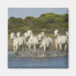 Frankrijk, Camargue. Paarden rennen door het estua Magneet