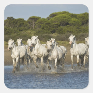 Frankrijk, Camargue. Paarden rennen door het estua Vierkante Sticker