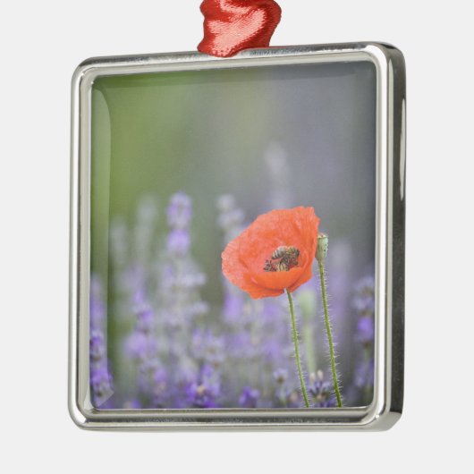 Frankrijk, Provence. Blauwmaanzaad in het veld van Metalen Ornament (Links)