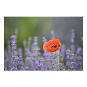 Frankrijk, Provence. Eenzame klaproos in veld van Foto Afdruk