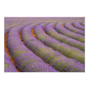 Frankrijk, Provence regio. Gebogen rijen van Foto Afdruk