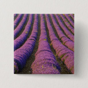 Frankrijk, Provence Regio. Ordelijke rijen van Vierkante Button 5,1 Cm